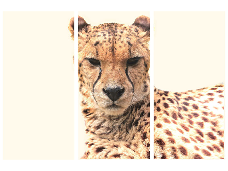 3-piece-canvas-print-cheetah-in-the-sun