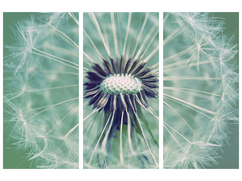 3-piece-canvas-print-close-up-dandelion