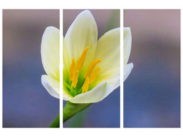 3-piece-canvas-print-close-up-yellow-blossom