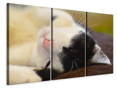 3-piece-canvas-print-cuddly-cat
