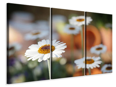 3-piece-canvas-print-daisies-xl