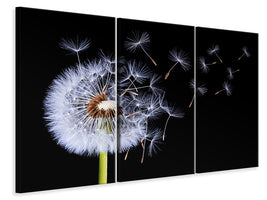 3-piece-canvas-print-dandelion-blowing