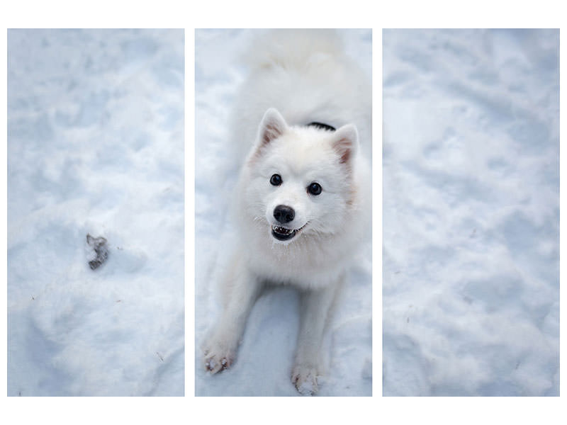 3-piece-canvas-print-dogs-joy-in-the-snow