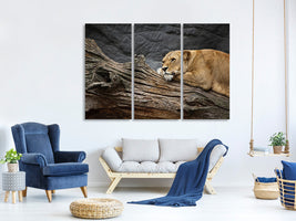 3-piece-canvas-print-dreaming-lioness