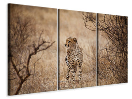 3-piece-canvas-print-elegant-cheetah