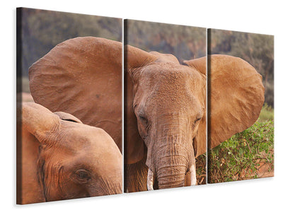 3-piece-canvas-print-elephant-ears