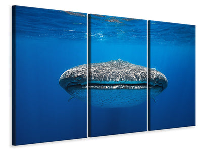 3-piece-canvas-print-face-to-face-with-a-whale-shark