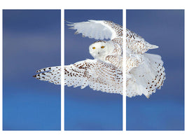 3-piece-canvas-print-flight-of-the-snowy-snowy-owl