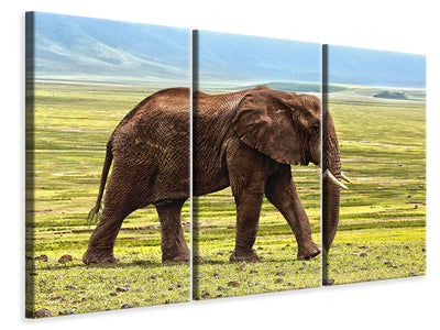3-piece-canvas-print-gorgeous-elephant