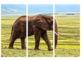 3-piece-canvas-print-gorgeous-elephant