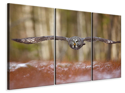 3-piece-canvas-print-great-grey-owl