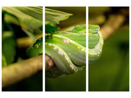 3-piece-canvas-print-green-snake