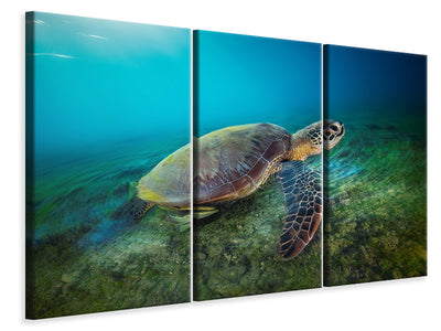 3-piece-canvas-print-green-turtle
