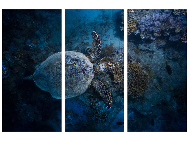 3-piece-canvas-print-hawksbill-sea-turtle-ii