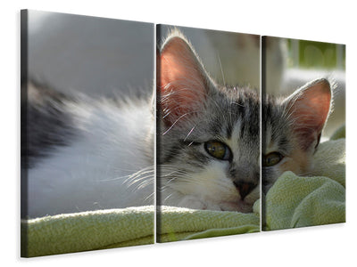 3-piece-canvas-print-in-love-with-kitten