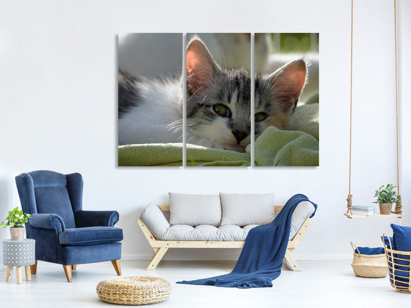 3-piece-canvas-print-in-love-with-kitten