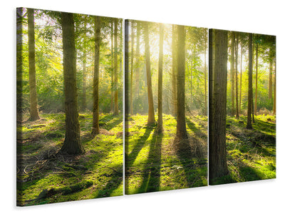 3-piece-canvas-print-in-the-middle-of-the-woods
