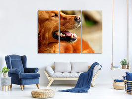 3-piece-canvas-print-irish-setter-muzzle