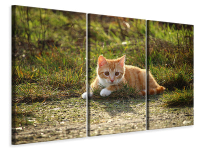 3-piece-canvas-print-kitten-in-nature