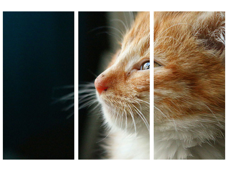 3-piece-canvas-print-kitten-nose