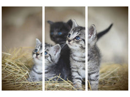 3-piece-canvas-print-kitten-trio