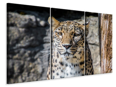 3-piece-canvas-print-leopard-in-wait
