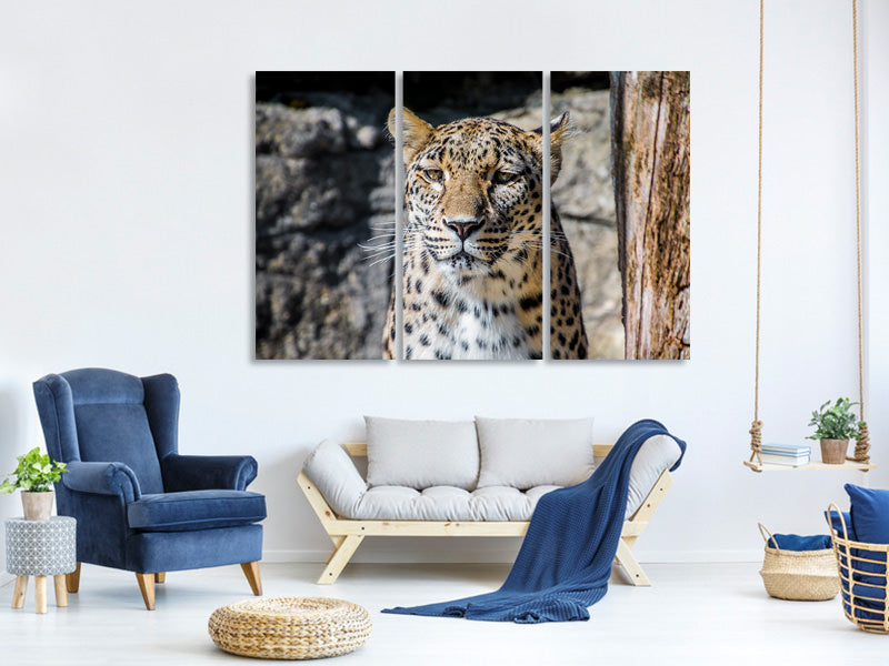 3-piece-canvas-print-leopard-in-wait