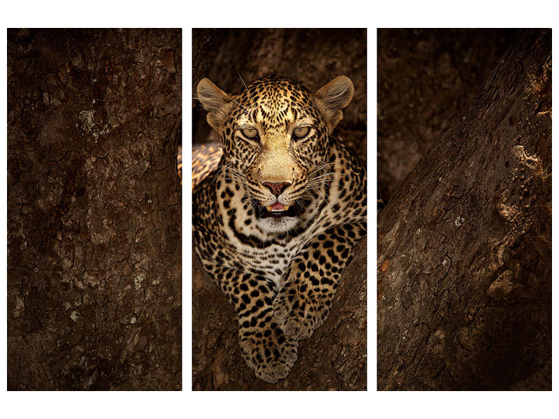 3-piece-canvas-print-leopard-resting-on-a-tree-at-masai-mara