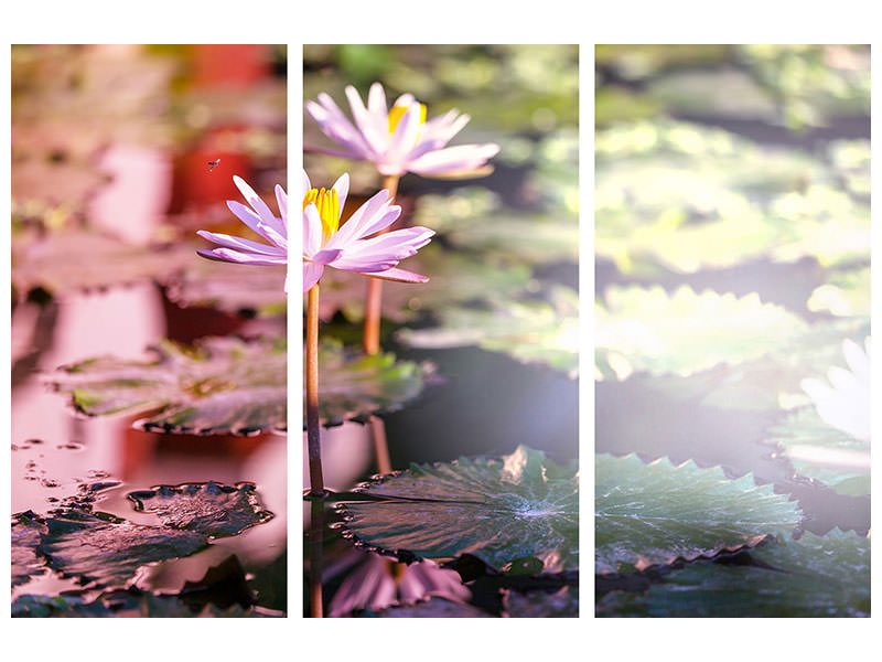 3-piece-canvas-print-lilies-in-pond