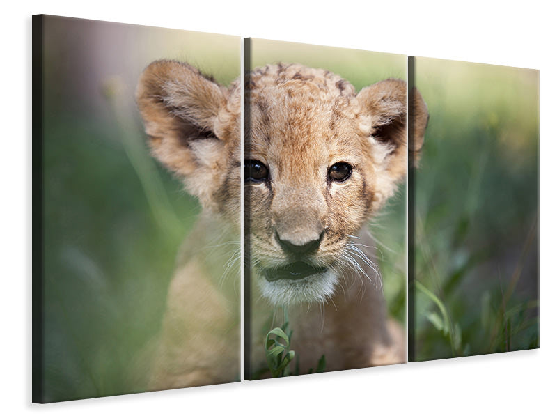 3-piece-canvas-print-lion-baby