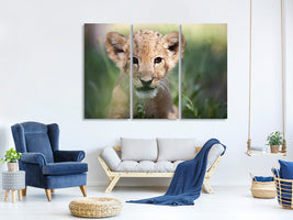 3-piece-canvas-print-lion-baby