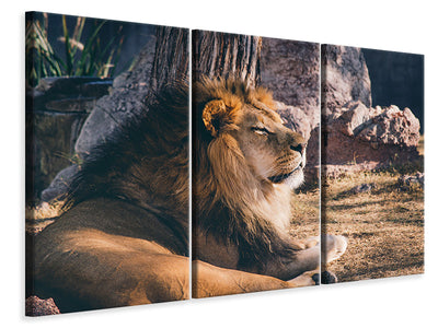 3-piece-canvas-print-lion-is-sunning-himself