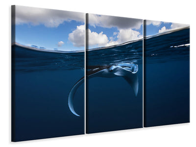 3-piece-canvas-print-little-manta-ray