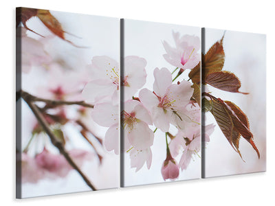 3-piece-canvas-print-lovely-japanese-cherry