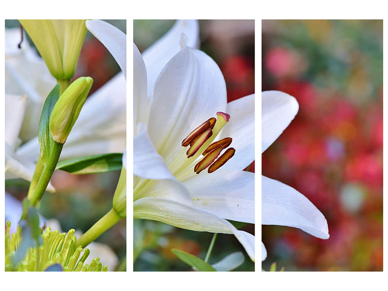 3-piece-canvas-print-magnificent-lily-in-white