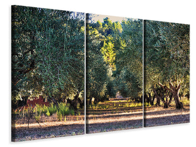 3-piece-canvas-print-magnificent-olive-trees