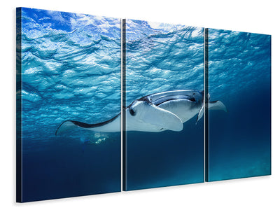 3-piece-canvas-print-manta-ray