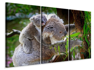 3-piece-canvas-print-mom-and-baby-koala