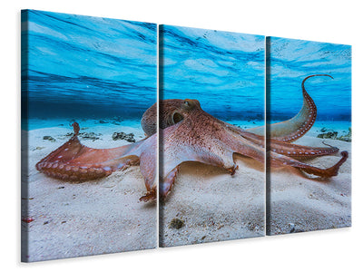 3-piece-canvas-print-octopus