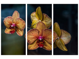 3-piece-canvas-print-orchidaceae