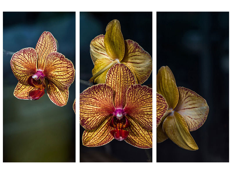 3-piece-canvas-print-orchidaceae