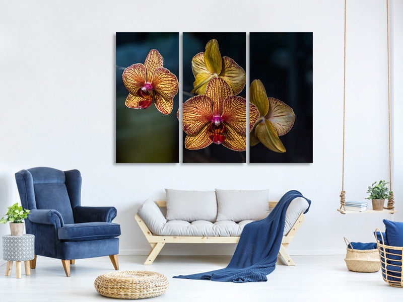 3-piece-canvas-print-orchidaceae