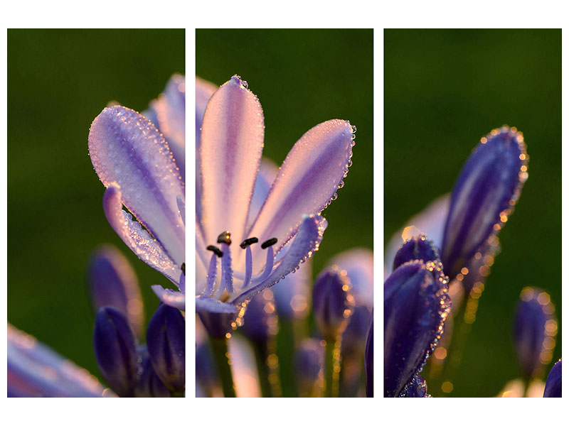 3-piece-canvas-print-ornamental-lilies-with-morning-dew