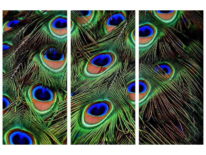 3-piece-canvas-print-peacock-feathers-xxl