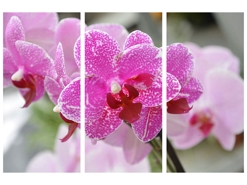 3-piece-canvas-print-purple-orchids-in-bloom