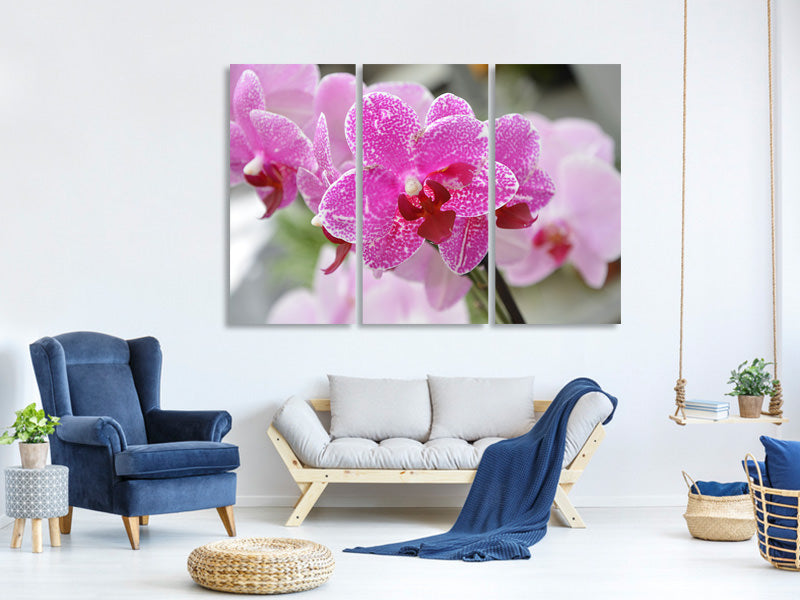3-piece-canvas-print-purple-orchids-in-bloom