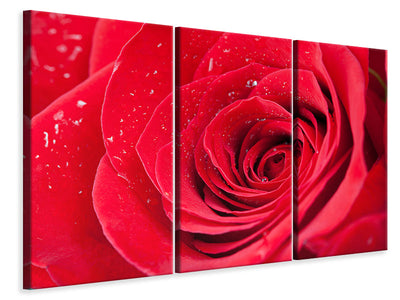 3-piece-canvas-print-red-rose-in-morning-dew