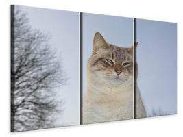 3-piece-canvas-print-relaxed-cat-in-the-nature