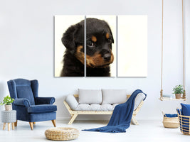 3-piece-canvas-print-rottweiler-puppy-to-fall-in-love