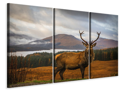 3-piece-canvas-print-scottish-stag